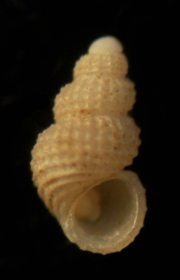 Alvania tomentosa